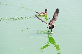 Black-tailed Gulls Released