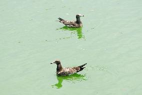 Black-tailed Gulls Released