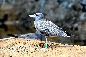 Black-tailed Gulls Released