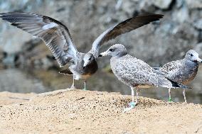 Black-tailed Gulls Released