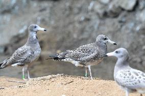 Black-tailed Gulls Released