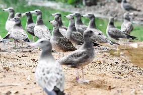 Black-tailed Gulls Released