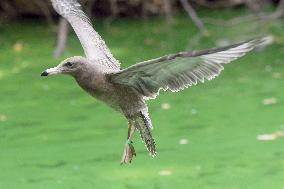 Black-tailed Gulls Released