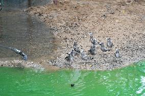 Black-tailed Gulls Released