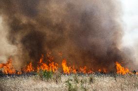 Dry Grass And Brush Fire In Sofia.