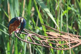 Rainham Marshes Nature Reserve