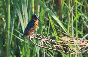 Rainham Marshes Nature Reserve