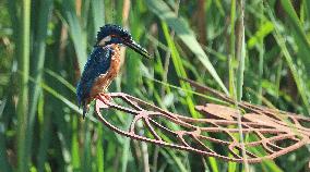 Rainham Marshes Nature Reserve