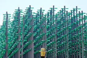 Beer Tree in Qingdao