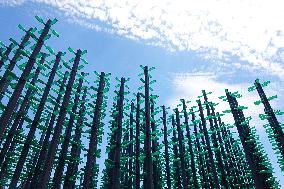 Beer Tree in Qingdao