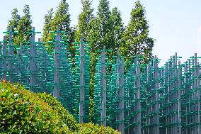 Beer Tree in Qingdao