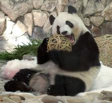 Giant panda Saihin's 6th birthday