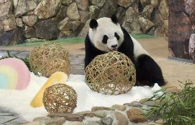 Giant panda Saihin's 6th birthday