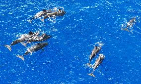 Whales Swimming In The South China Sea