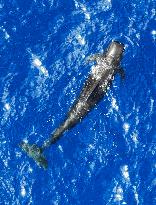 Whales Swimming In The South China Sea