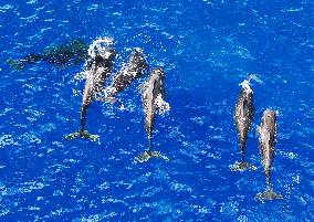 Whales Swimming In The South China Sea