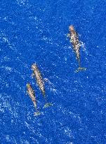 Whales Swimming In The South China Sea