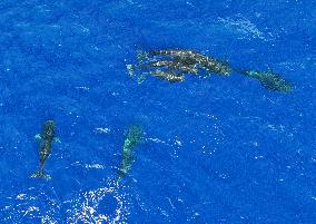 Whales Swimming In The South China Sea