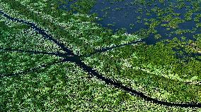 Wetland Park In Shandong Province - China