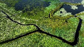 Wetland Park In Shandong Province - China