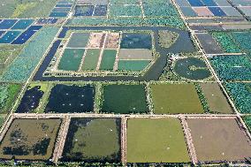 Crab Farming - China