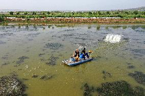 Crab Farming - China