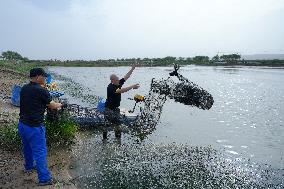 Crab Farming - China