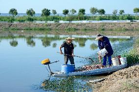 Crab Farming - China