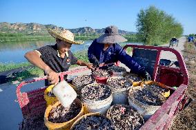 Crab Farming - China