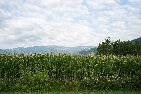 Corn Fields And Crops.