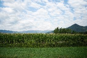 Corn Fields And Crops.