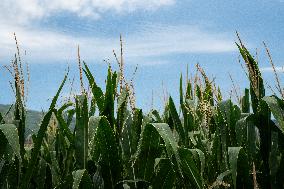 Corn Fields And Crops.