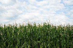 Corn Fields And Crops.