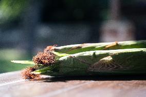 Corn Fields And Crops.