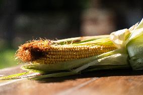 Corn Fields And Crops.