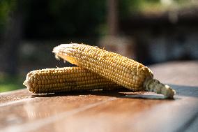 Corn Fields And Crops.