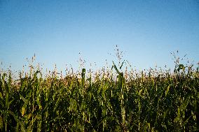 Corn Fields And Crops.