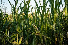 Corn Fields And Crops.