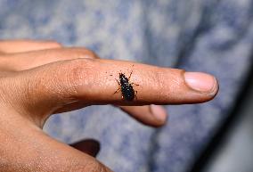 Ground Beetles - Animal India