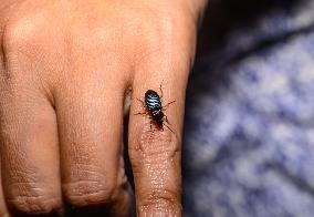 Ground Beetles - Animal India