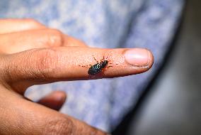 Ground Beetles - Animal India