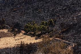 Aftermath Of The East Attica Fire