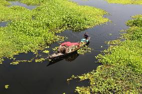 Water Lily Harvest - Bangladesh