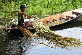 Water Lily Harvest - Bangladesh