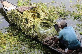 Water Lily Harvest - Bangladesh