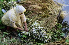 Water Lily Harvest - Bangladesh