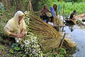 Water Lily Harvest - Bangladesh