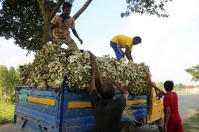 Water Lily Harvest - Bangladesh