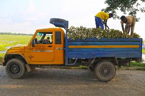 Water Lily Harvest - Bangladesh