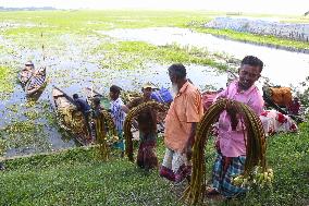 Water Lily Harvest - Bangladesh